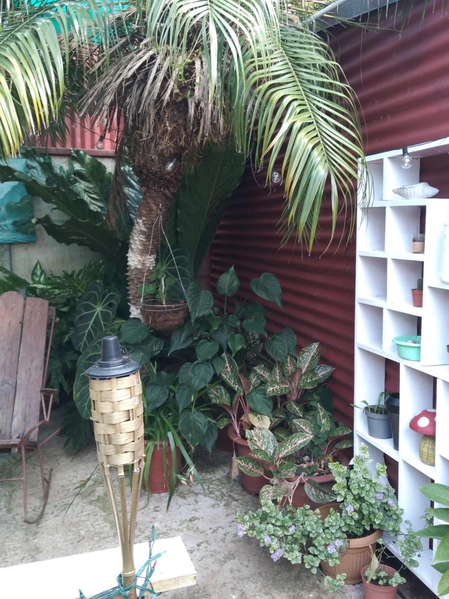 Alexander B&B Alajuela Extérieur photo