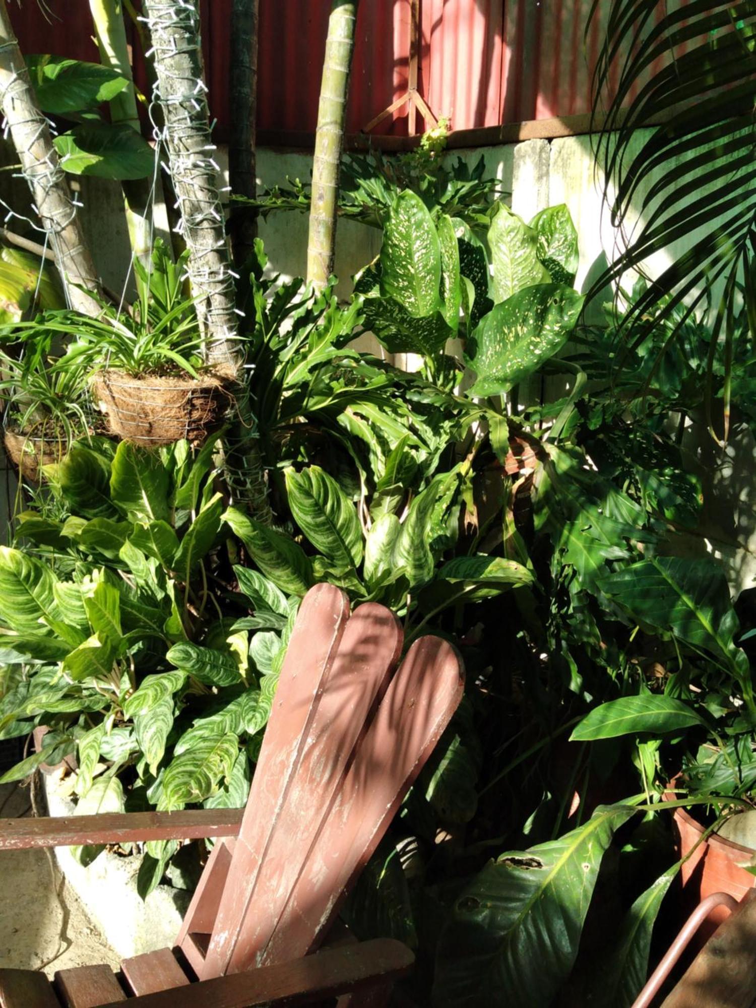 Alexander B&B Alajuela Extérieur photo